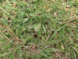 Image of Brachiaria umbellata (Trin.) Clayton