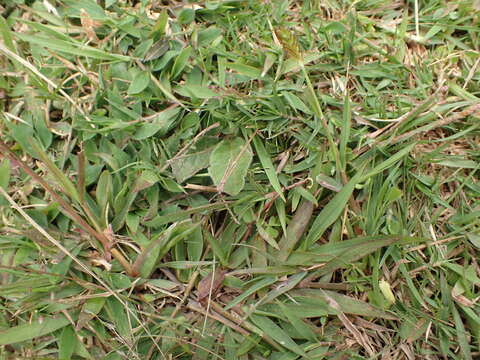 Plancia ëd Brachiaria umbellata (Trin.) Clayton