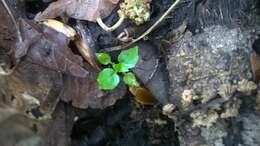 Image of small enchanter's nightshade