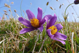 Image of European pasqueflower