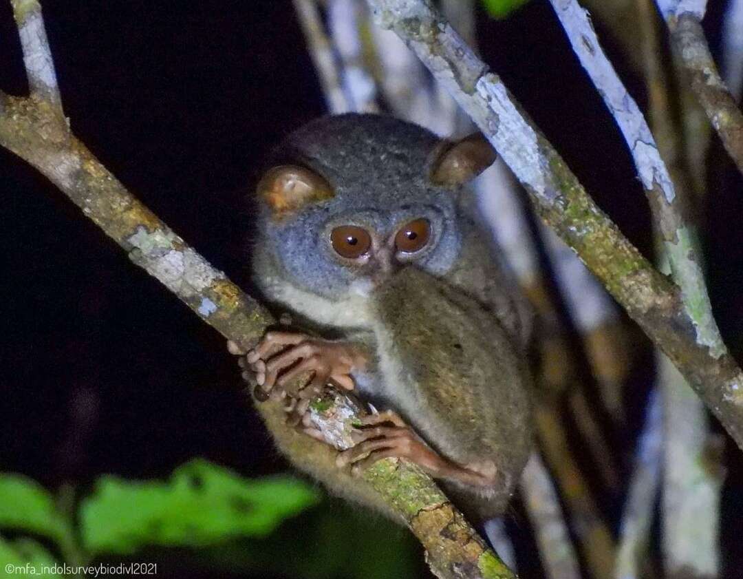 Image of Sangihe island tarsier