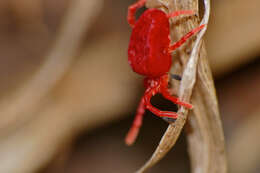 Image of Trombidium holosericeum