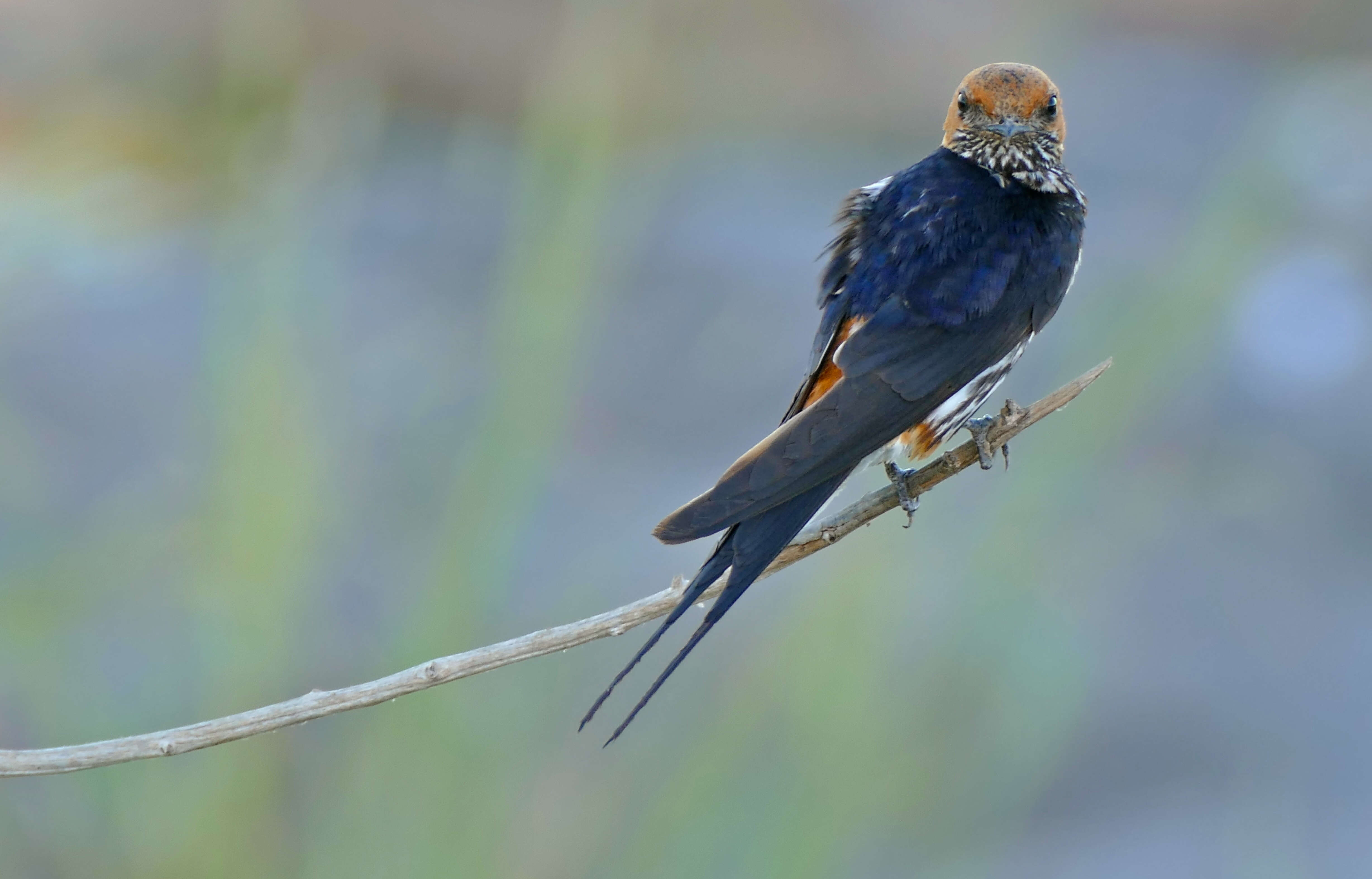 Cecropis abyssinica (Guérin-Méneville 1843) resmi