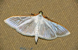 Image of Palpita vitrealis Rossi 1794