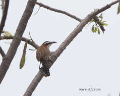 Image of Veracruz Wren