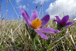 Image of European pasqueflower