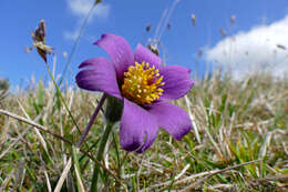 Image of European pasqueflower