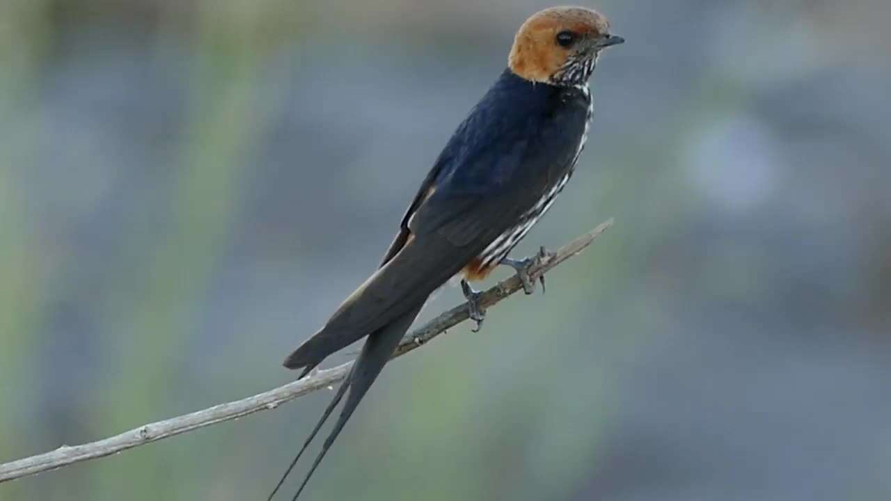 Cecropis abyssinica (Guérin-Méneville 1843) resmi