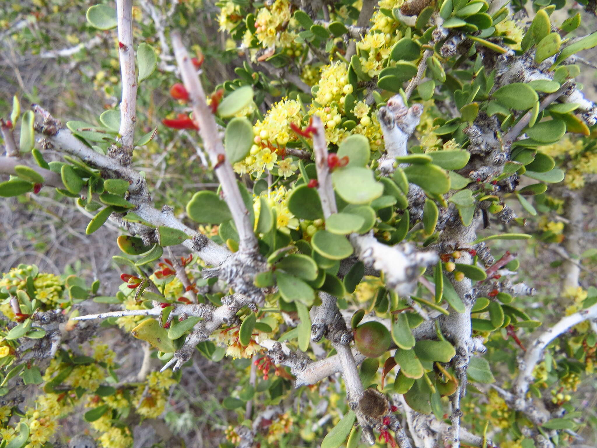 Image de Schinus johnstonii F. A. Barkley