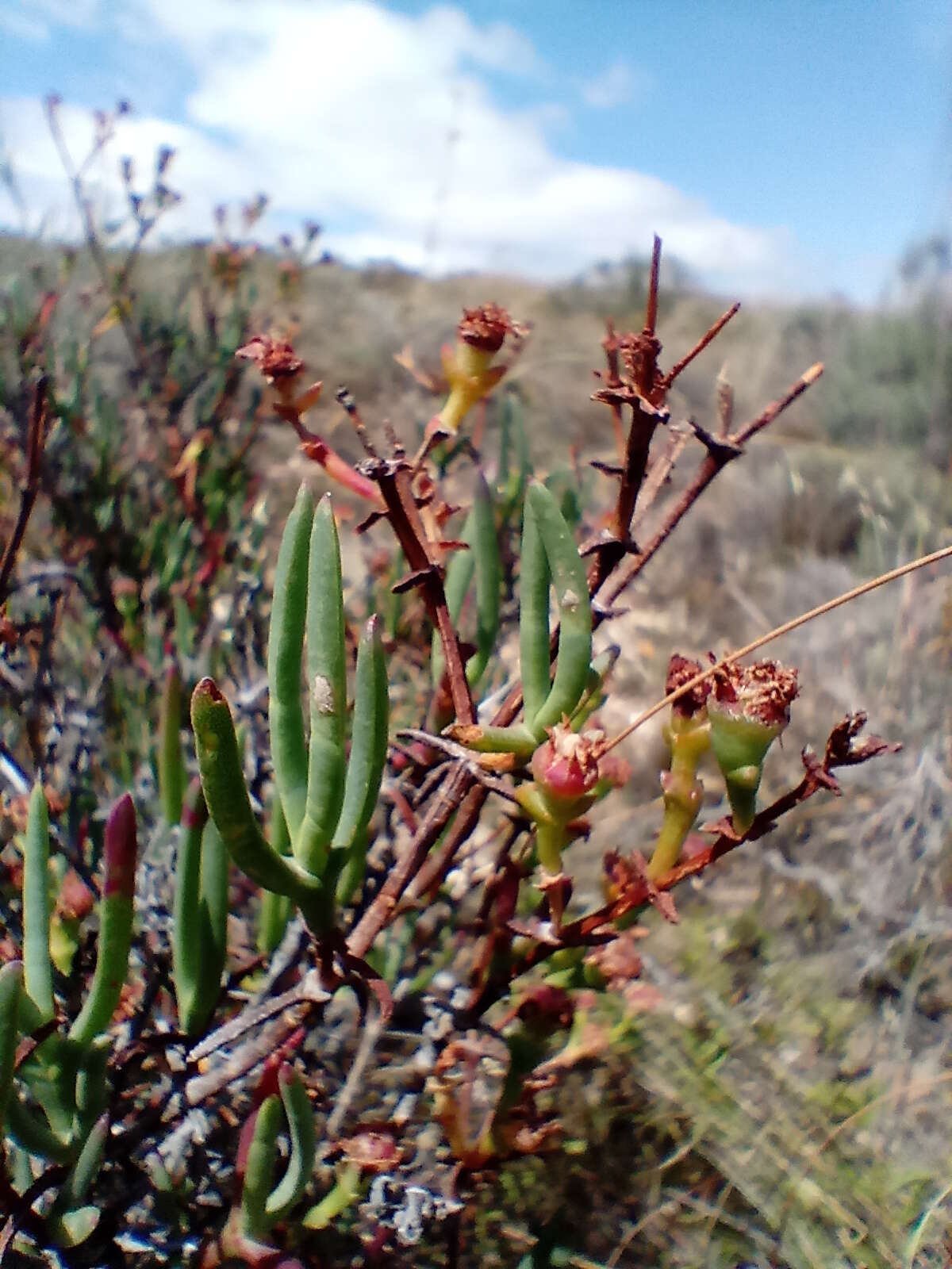 Imagem de Ruschia multiflora (Haw.) Schwant.