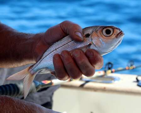 Image of Blackspot Seabream