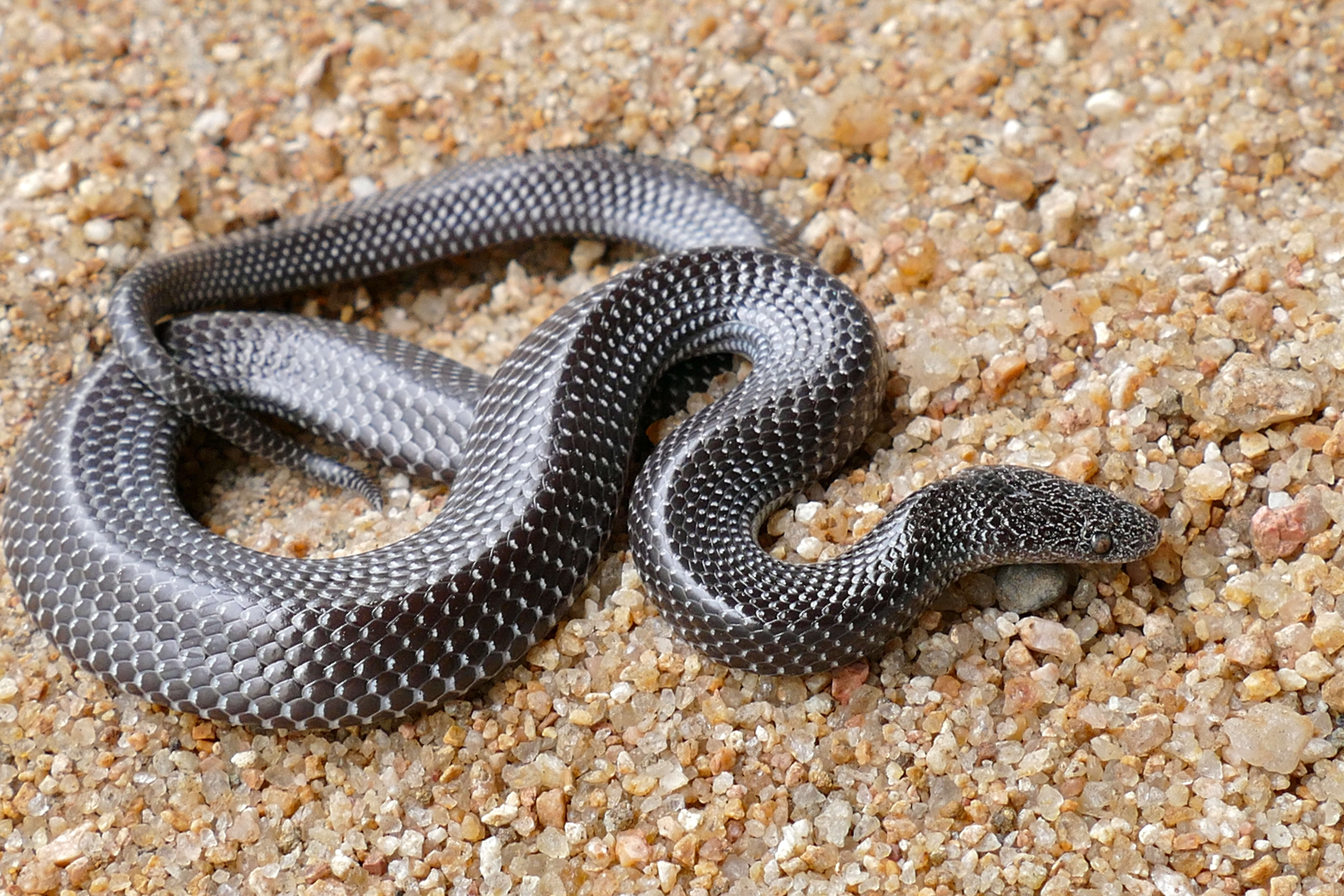 Image of Common Wolf Snake