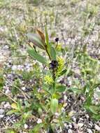 Image of firmleaf willow