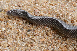 Image of Common Wolf Snake