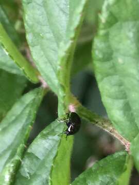 Image of <i>Oomorphoides cupreatus</i>