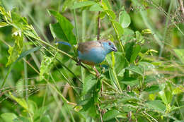 Image of Blue Waxbill