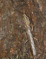 Image of bark mantises