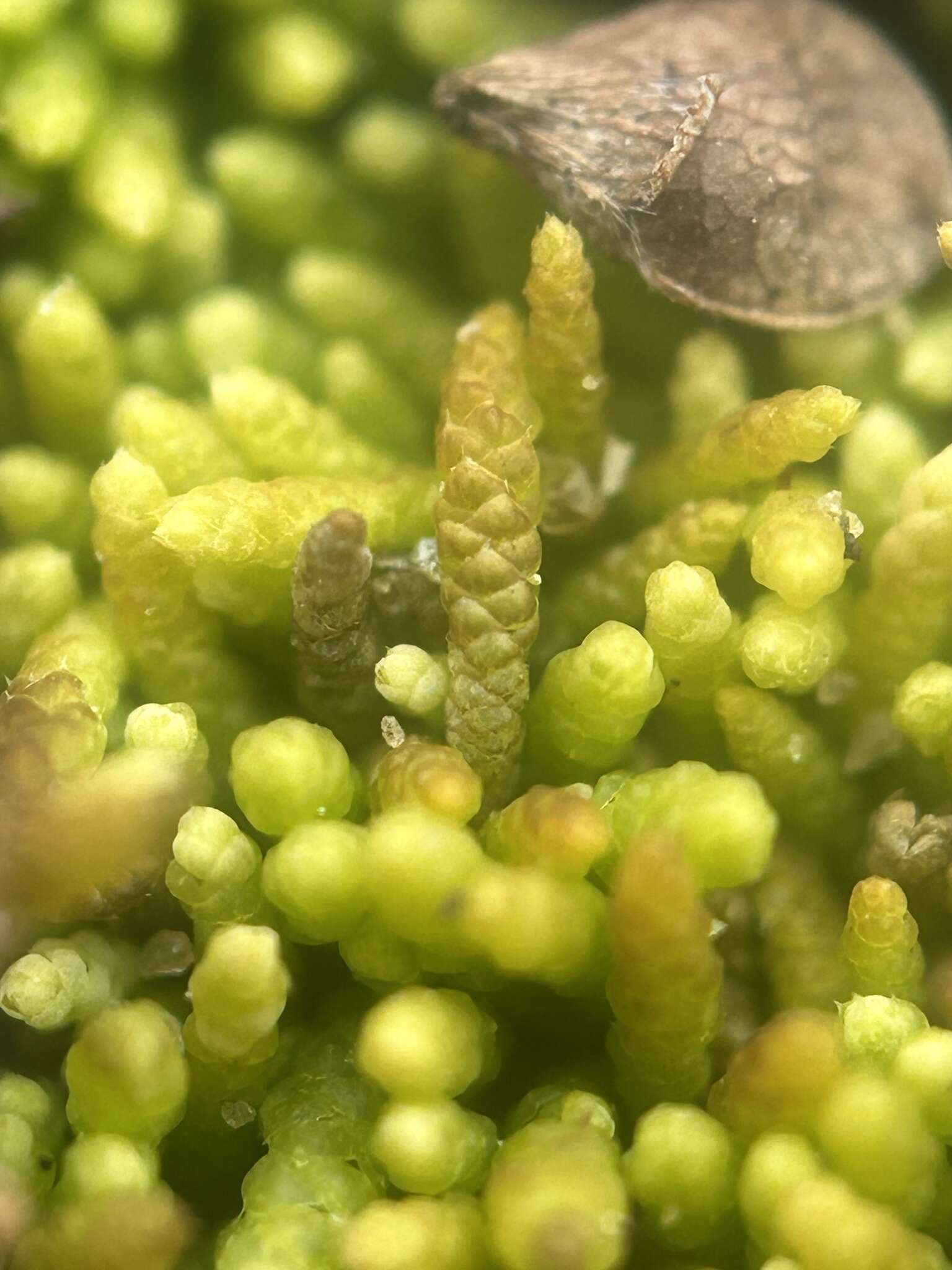 Image of Lescur's thelia moss