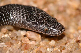 Image of Common Wolf Snake