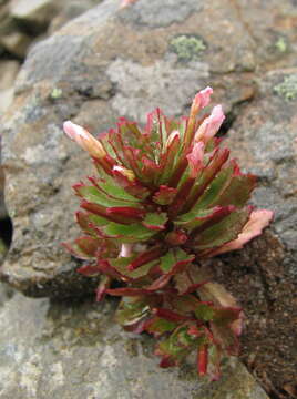 Image of Epilobium pycnostachyum Hausskn.