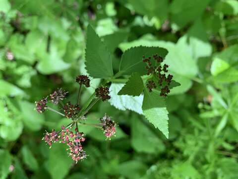 Image of Thaspium trifoliatum var. trifoliatum