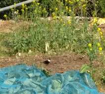 Image of White-collared Blackbird