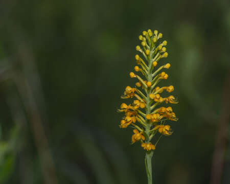 Image of Crested Yellow Orchid