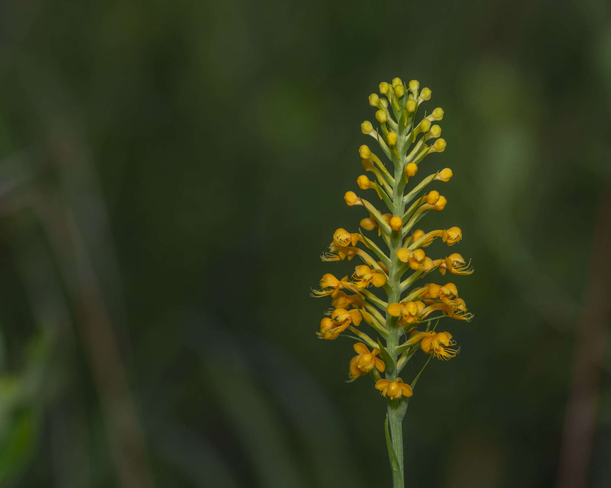 Image de Platanthera cristata (Michx.) Lindl.