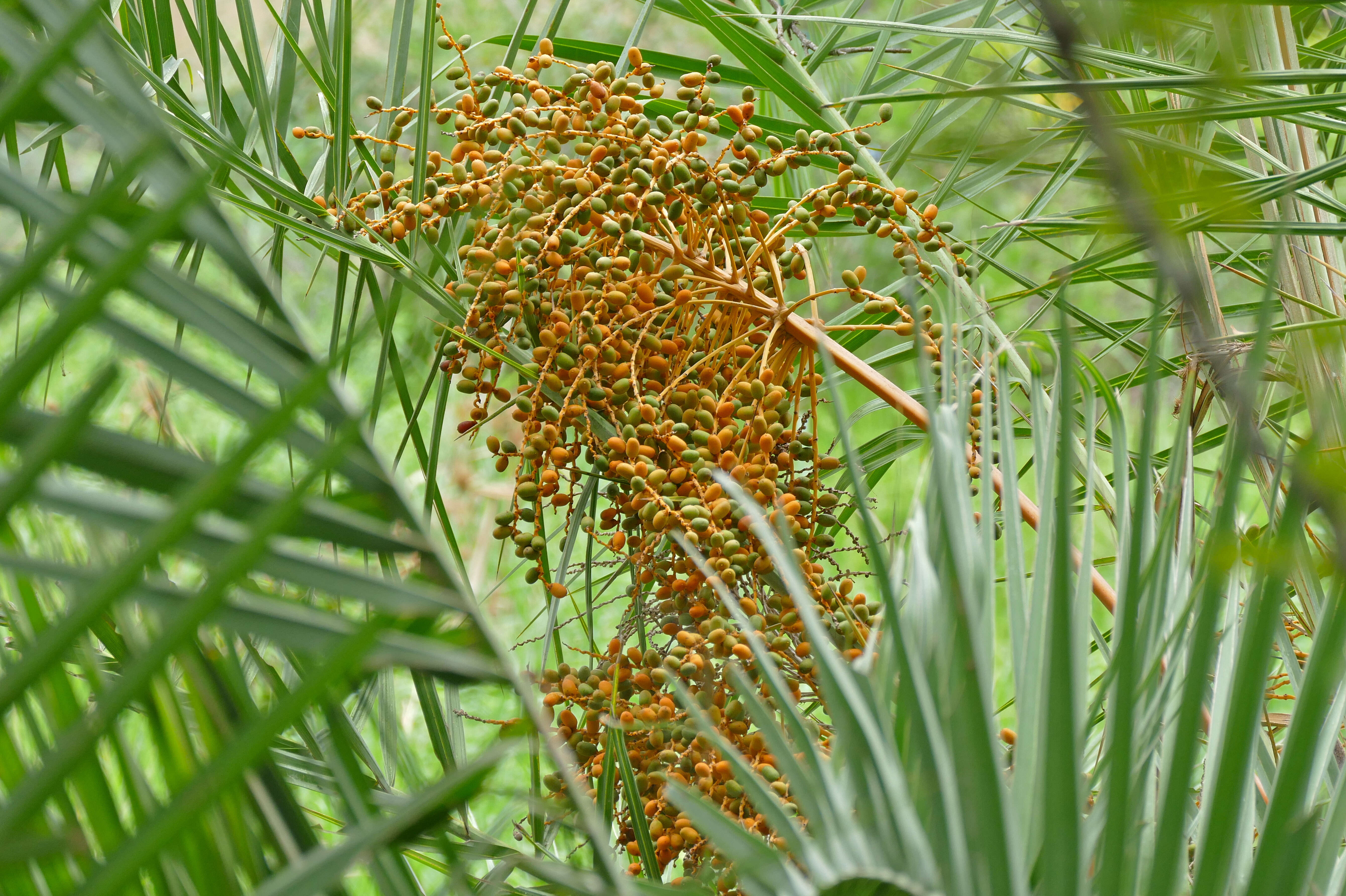 Image of Senegal date palm