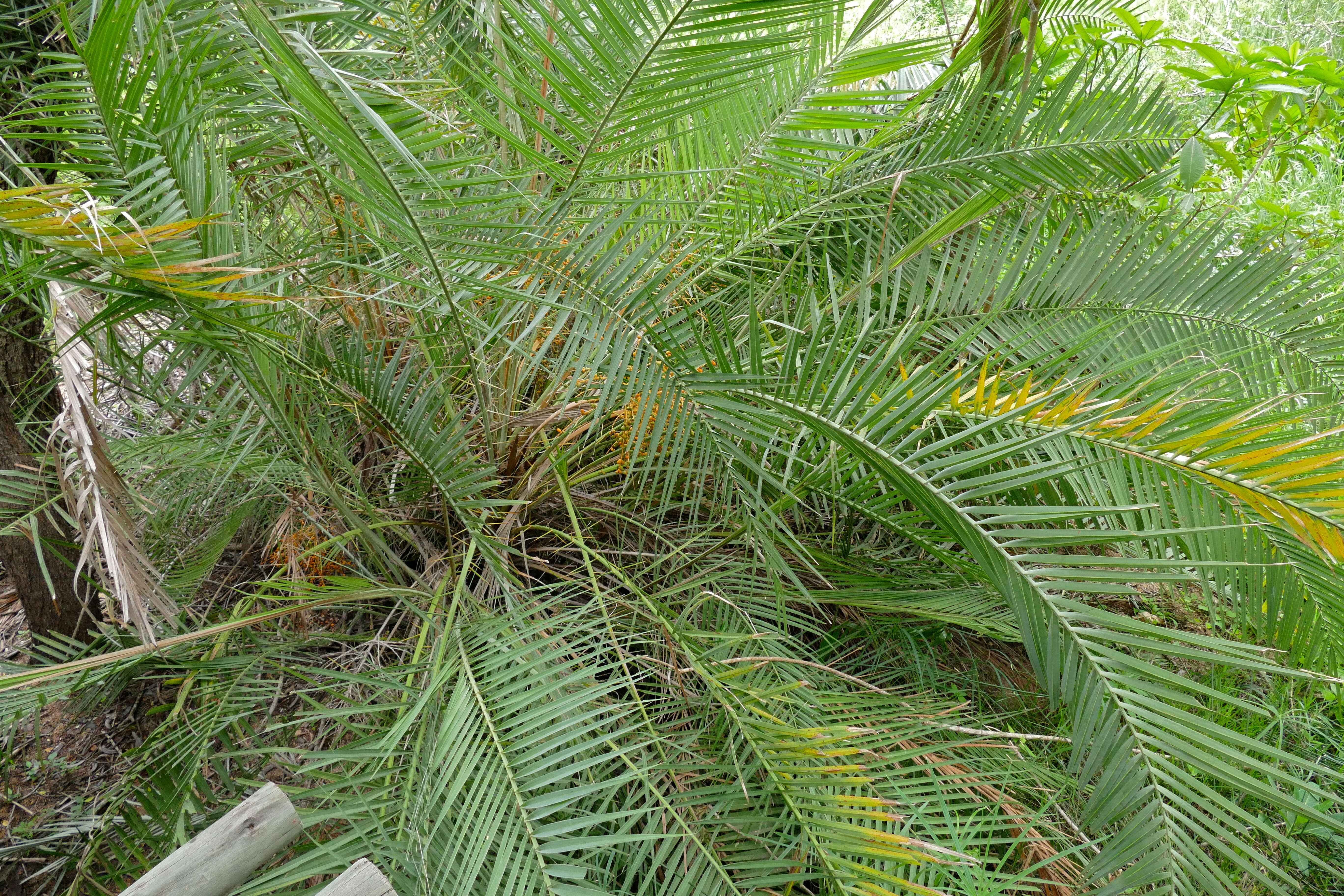 Image of Senegal date palm