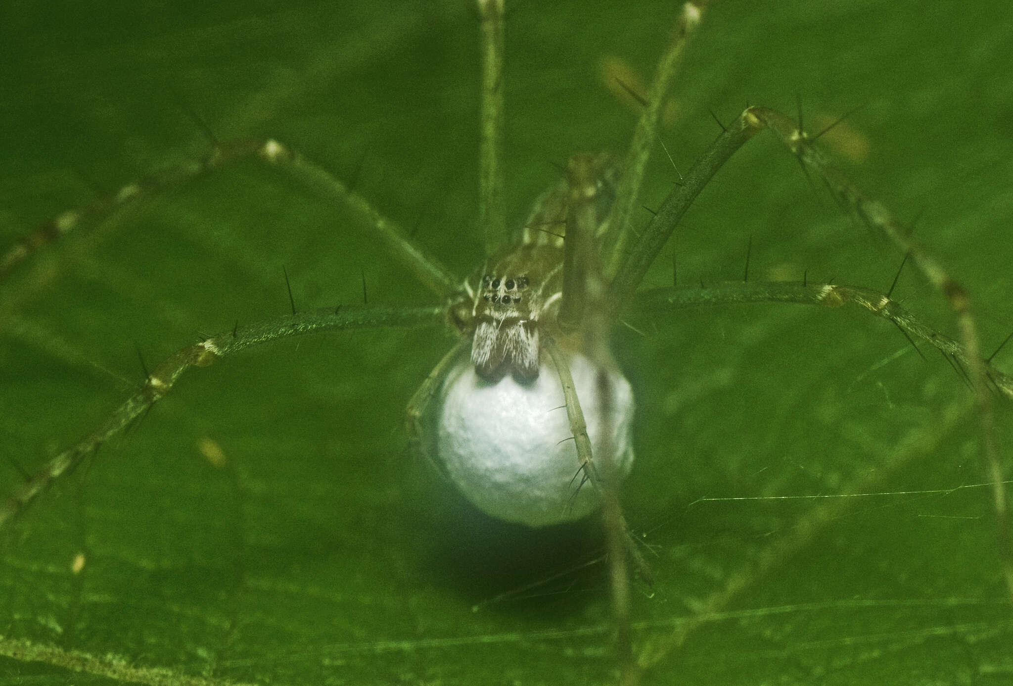 Image of Hygropoda lineata (Thorell 1881)