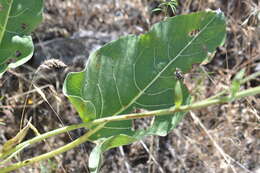 Image of Carey's balsamroot