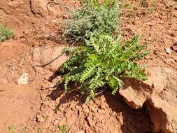 Imagem de Astragalus longipetalus Chater