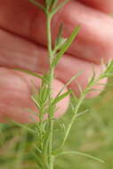 Image of Butterfly lobelia