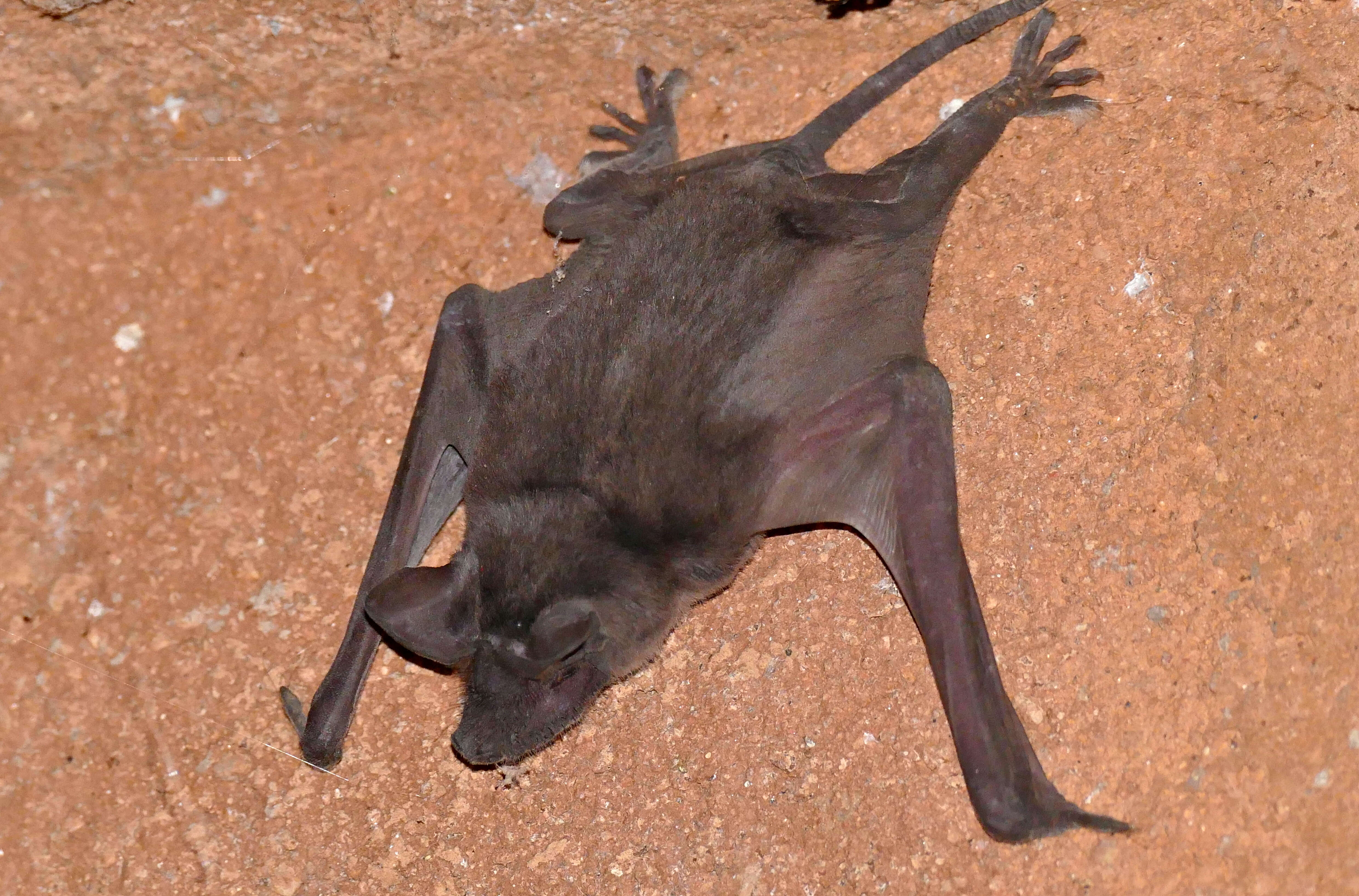 Image of Tadarine Free-tailed Bats