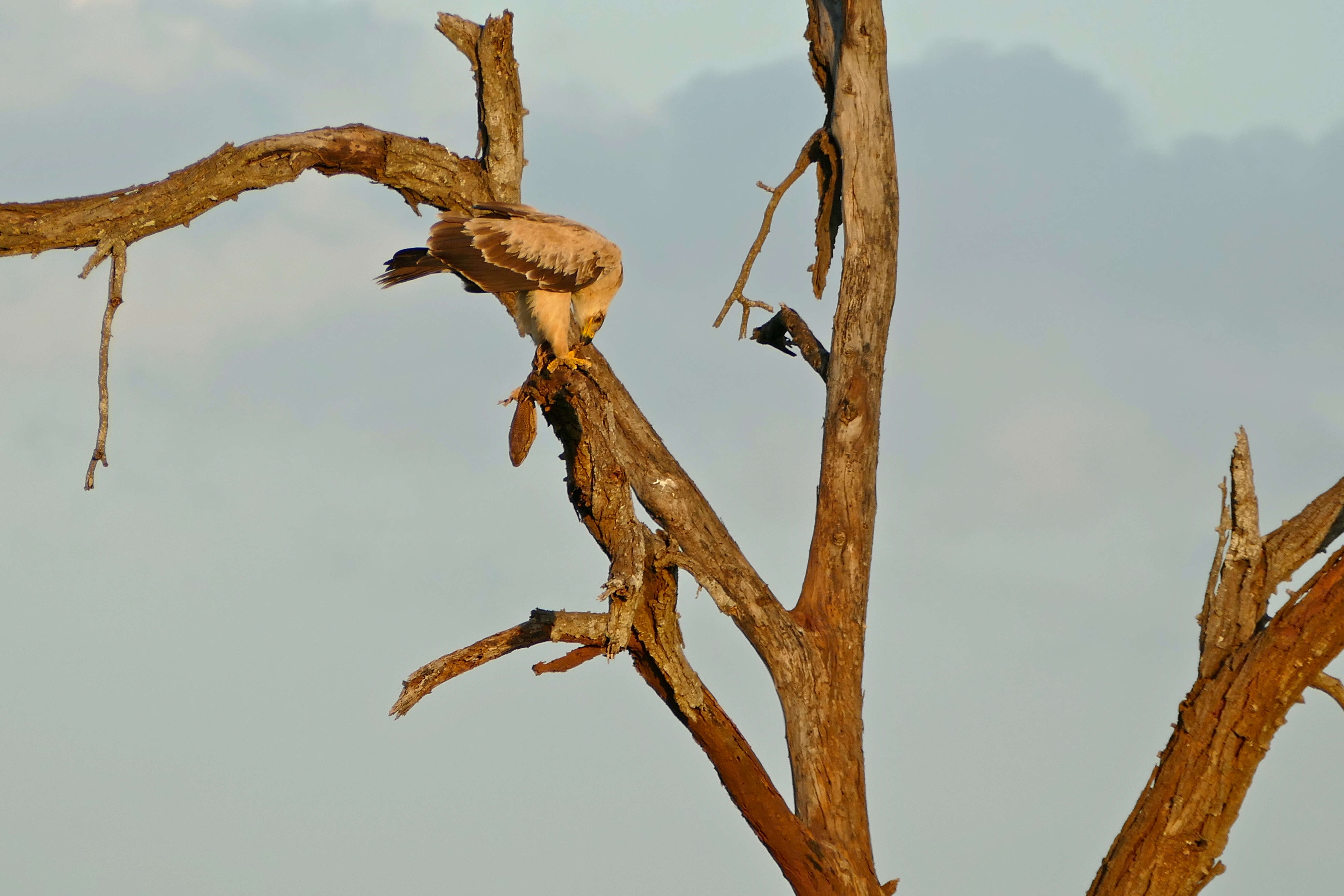 Image of White-throated monitor