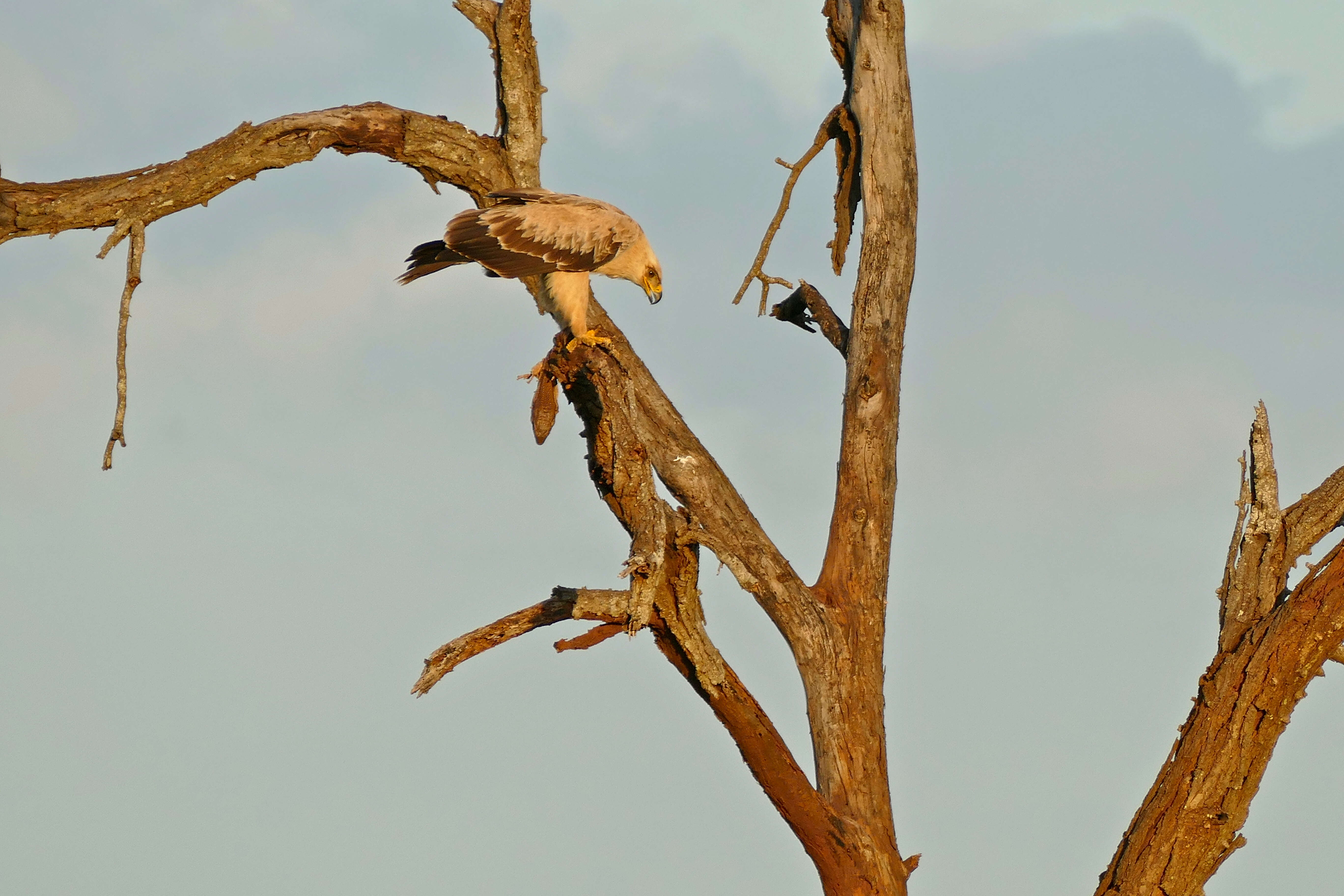 Image of White-throated monitor