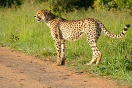 Image of Namibian cheetah