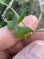 صورة Echinopepon minimus var. peninsularis (Gentry) Stocking