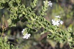 Plancia ëd Oftia africana (L.) Bocq. ex Baill.