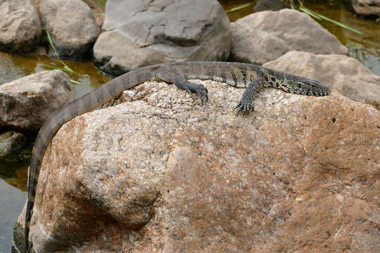 Image of Varanus niloticus