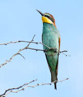 Image of bee-eater, european bee-eater