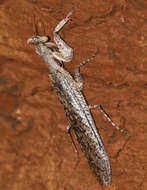 Image of bark mantises