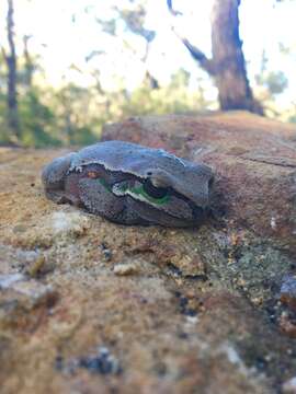 Image of Blue Mountains Tree Frog