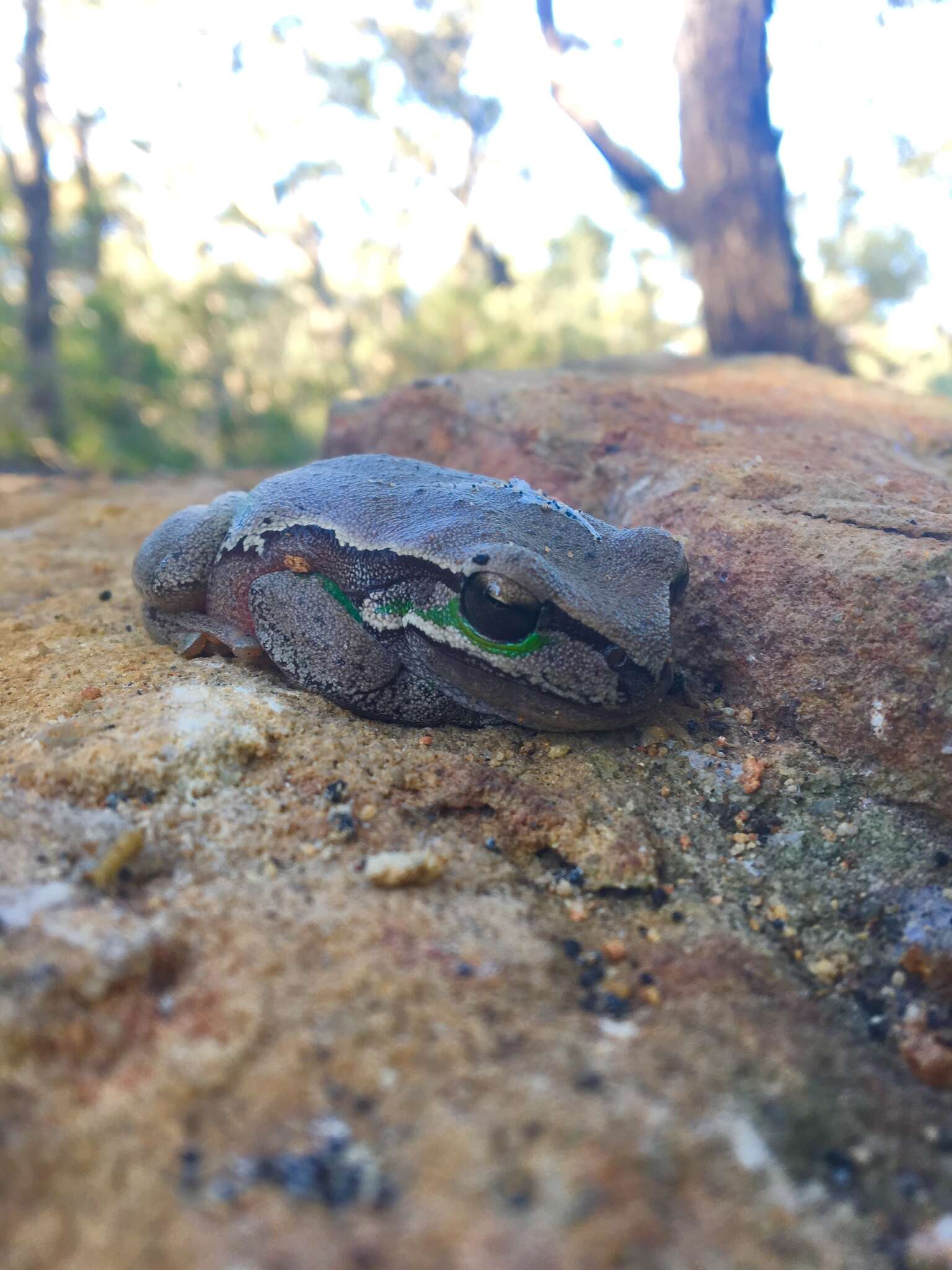 Image of Blue Mountains Tree Frog