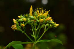 Image of Hypericum glandulosum Dryand. ex Ait.