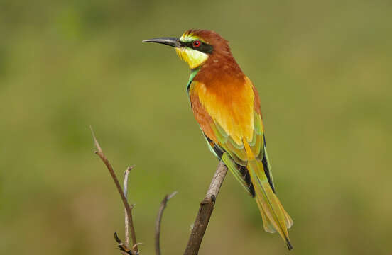 Image of bee-eater, european bee-eater