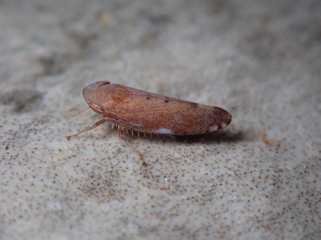 Image of Privet Leafhopper