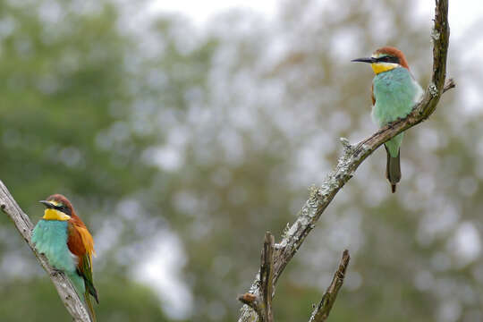 Image of bee-eater, european bee-eater