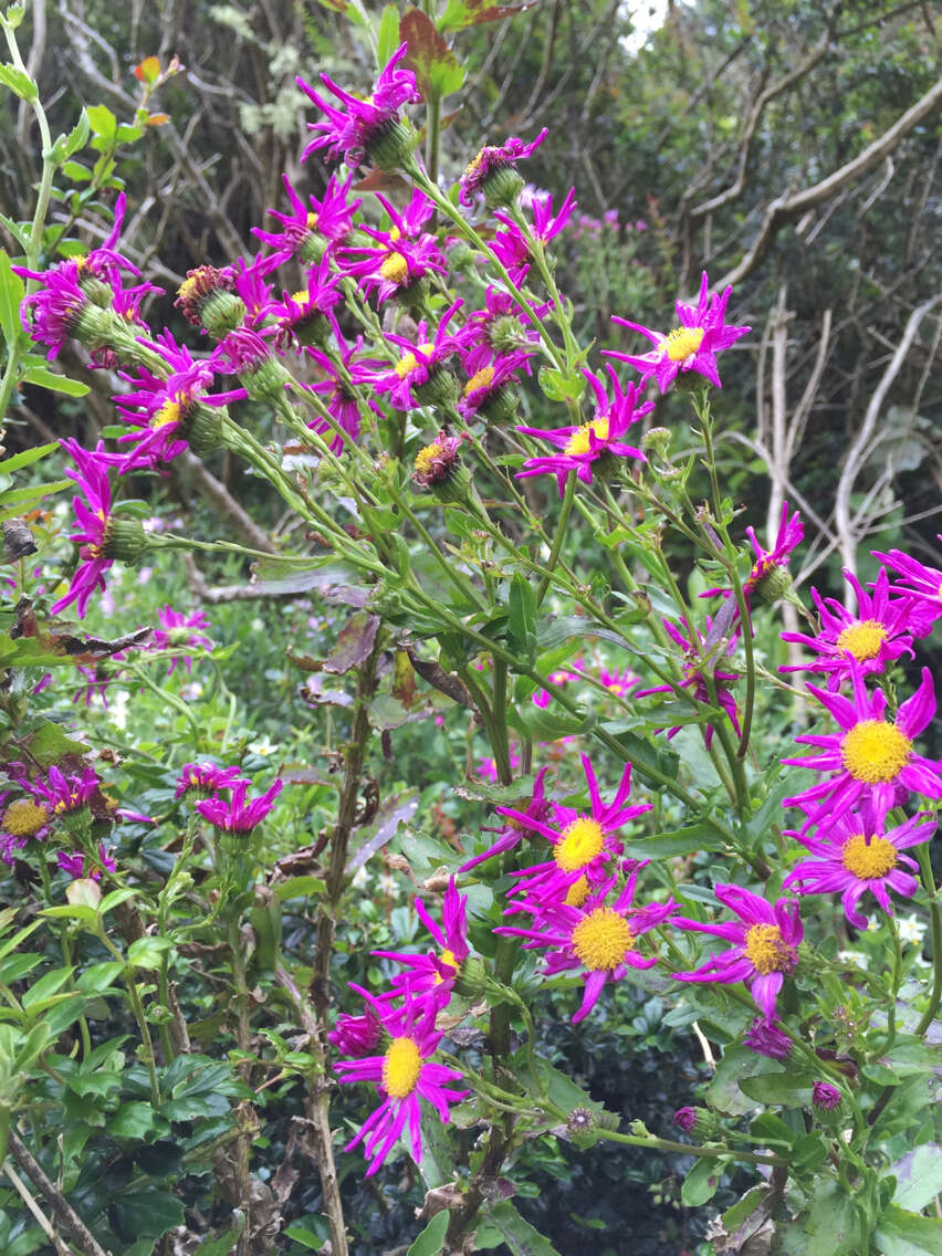 Senecio glastifolius L. fil. resmi